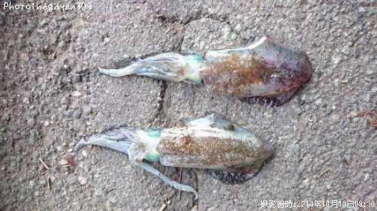 �����ꥤ��