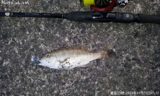 �ե��ե�����