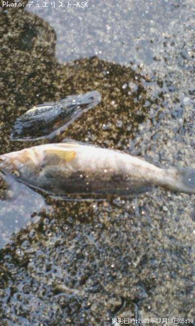 �����ʥ�