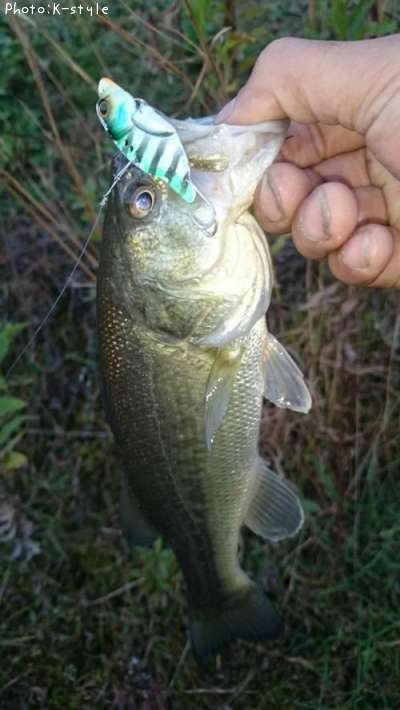 �֥�å��Х���