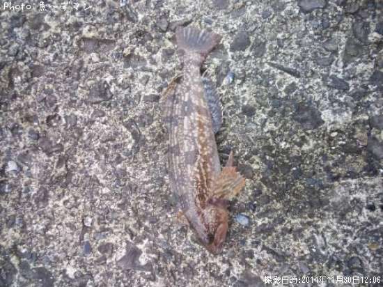 �����ʥ�