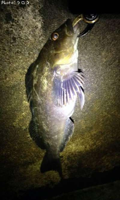 �����ʥ�