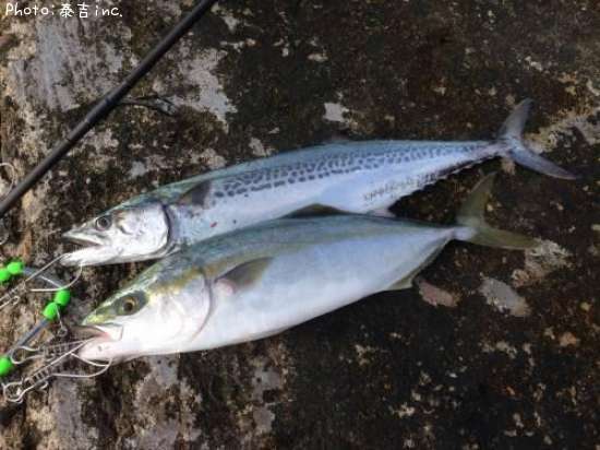 �������ȥ��ʥ�