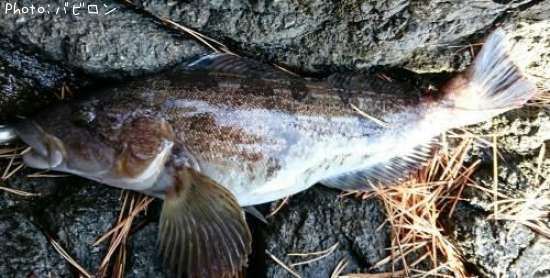 �����ʥ�