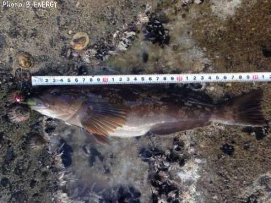 �����ʥ�