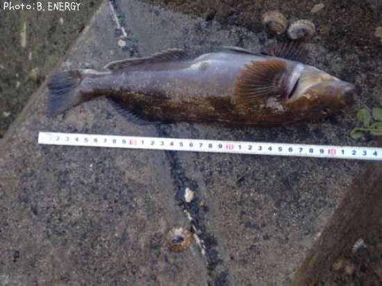 �����ʥ�