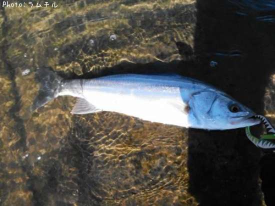 �����Х�