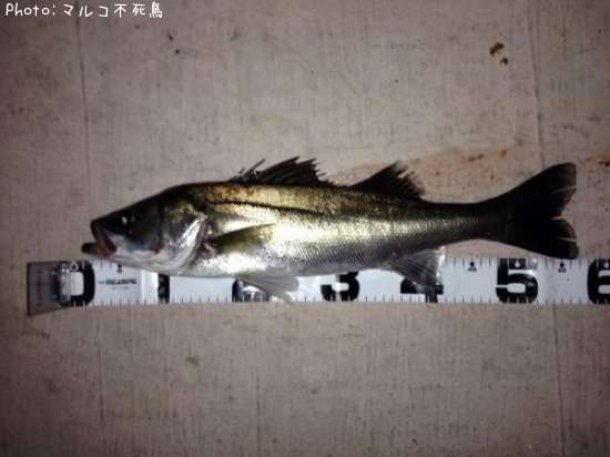 �����Х�