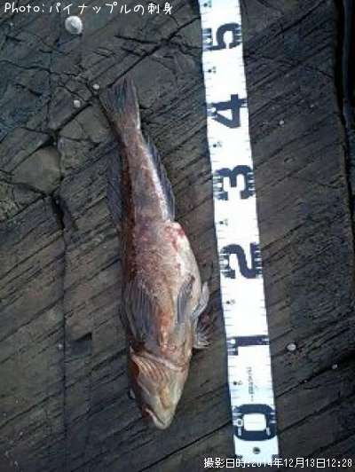 �����ʥ�