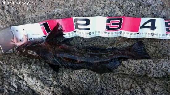 �����ʥ�