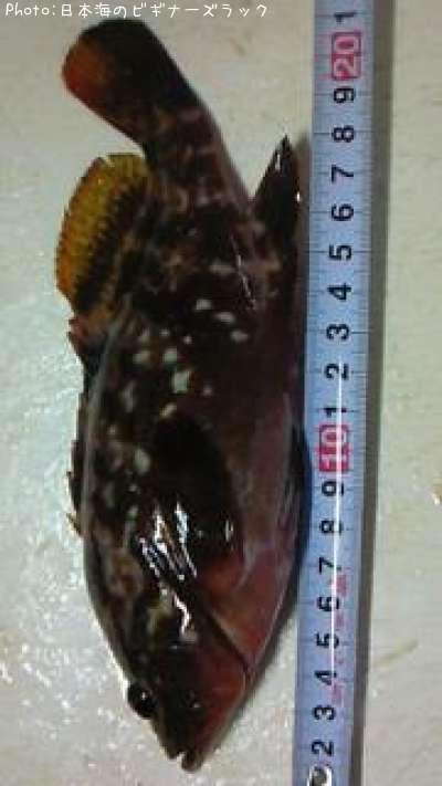 �����ϥ�