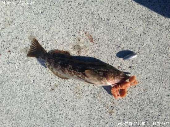 �����ʥ�