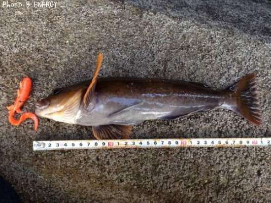 �����ʥ�