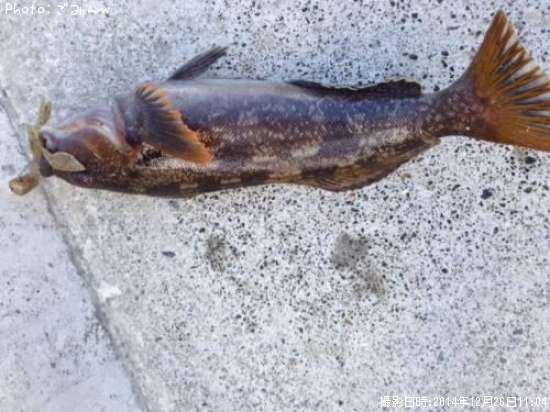 �����ʥ�