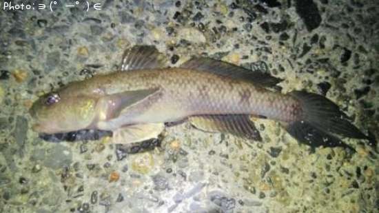 �����ϥ�