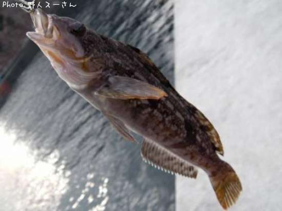 �����ʥ�