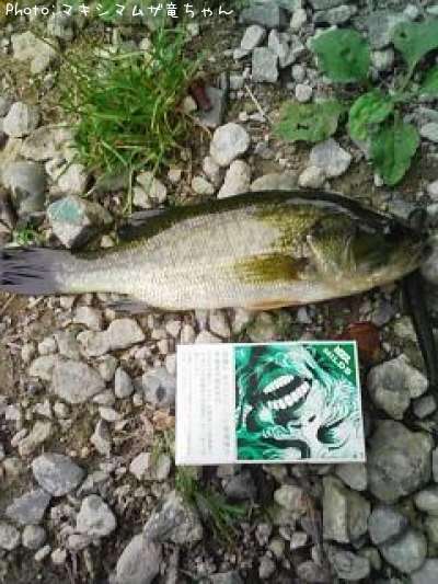 �֥�å��Х�