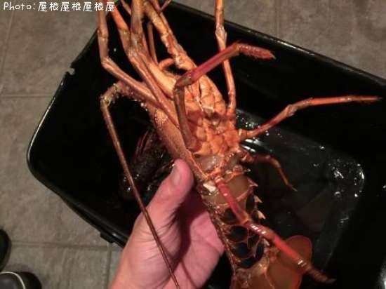 ������Ϸ