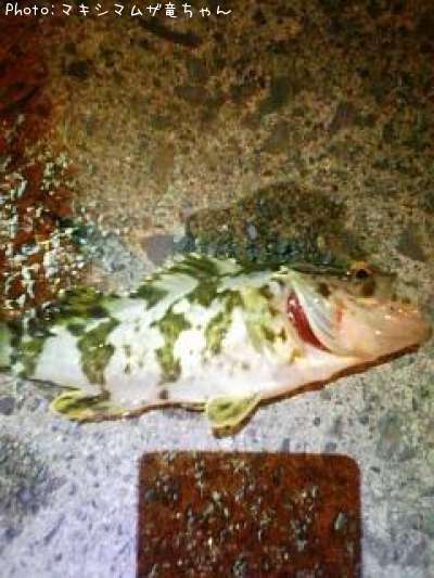 �٥å�������