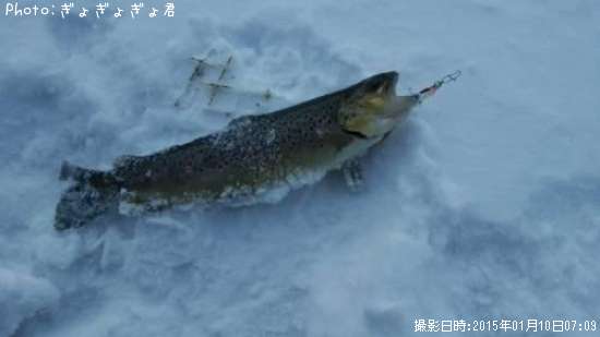 �쥤��ܡ��ȥ饦��