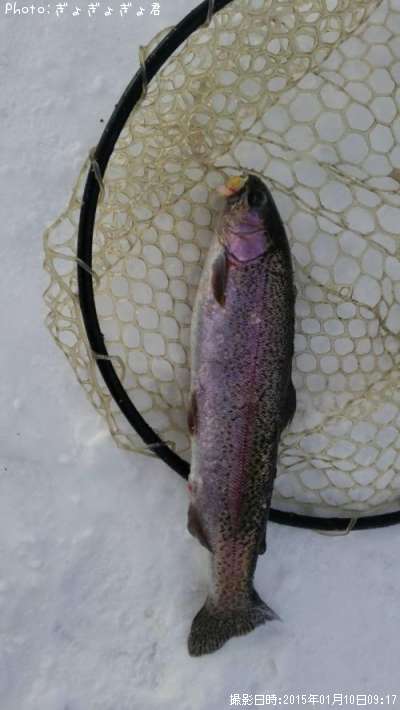 �쥤��ܡ��ȥ饦��