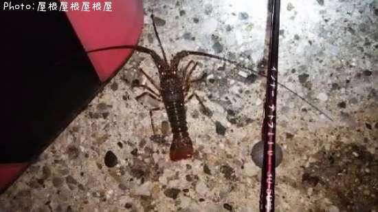 �ץ�����