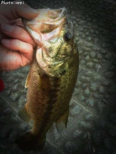 �֥�å��Х�