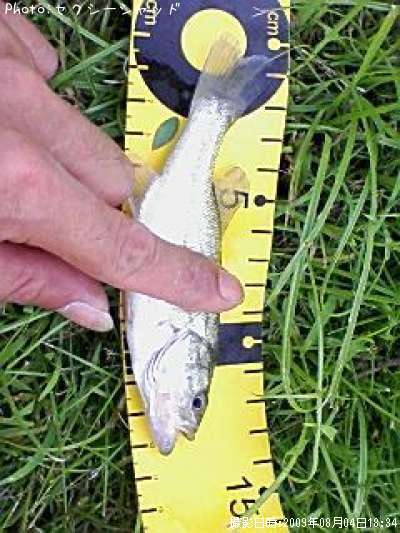 �֥�å��Х�