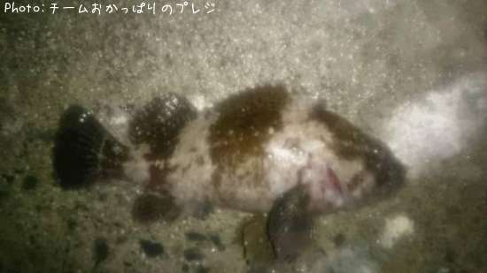��饽��