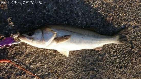 �����Х�