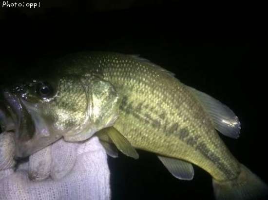 �֥�å��Х�