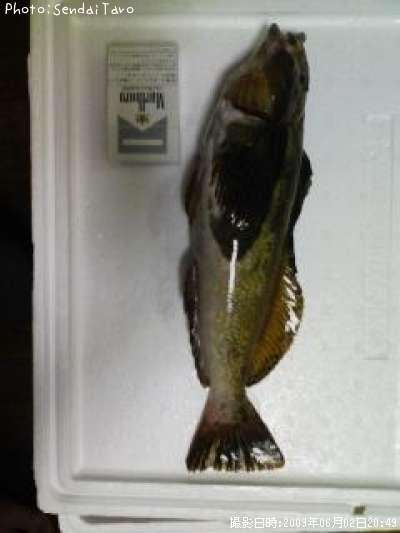 �����ʥ�