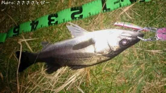 �����Х�