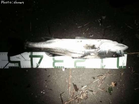 �����Х�