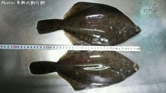 �ޥ����쥤