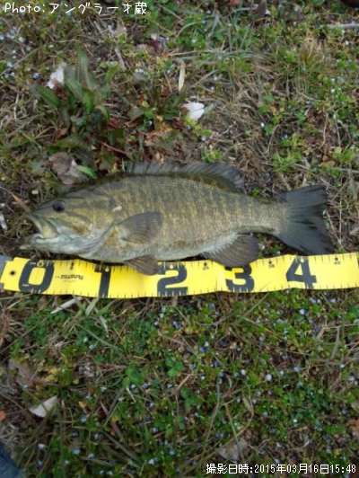 ���⡼��ޥ����Х�