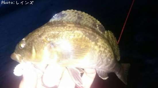 �����ʥ�