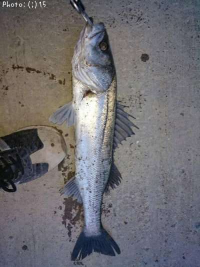 �����Х�