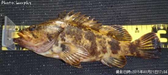 �����Υ���Х�