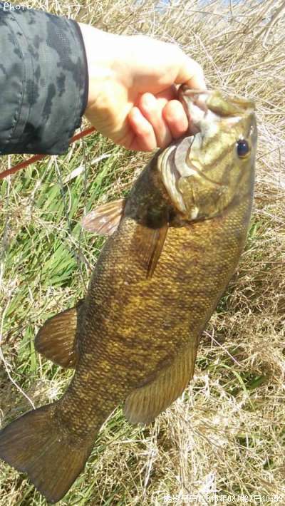 ���⡼��ޥ����Х�