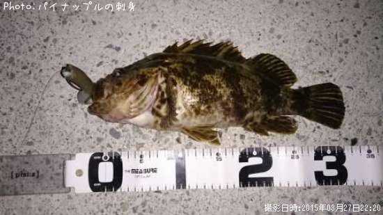 �٥å�������