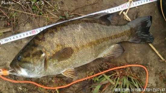 ���⡼��ޥ����Х�