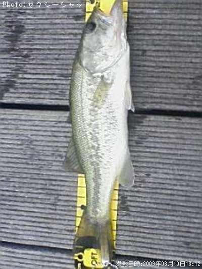 �֥�å��Х�