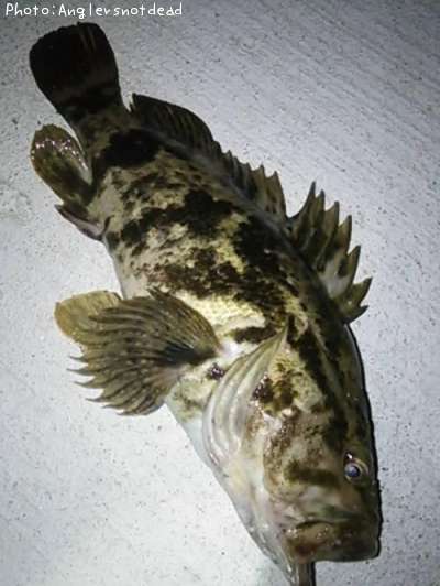 �٥å�������