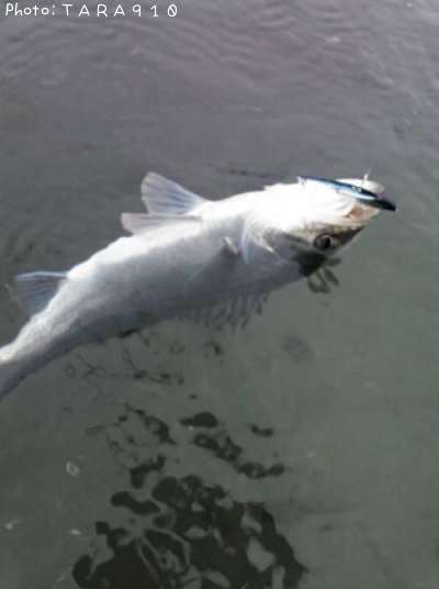 �����Х�