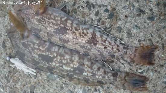 �����ʥ�