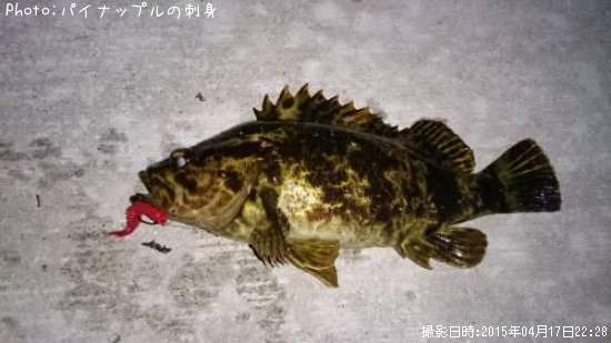 �٥å�������