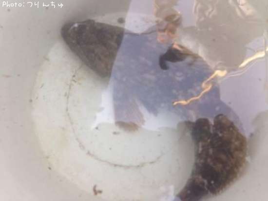 �����ʥ�