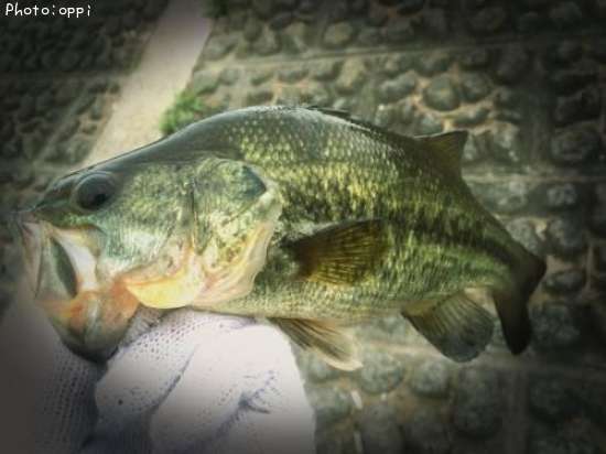 �֥�å��Х�