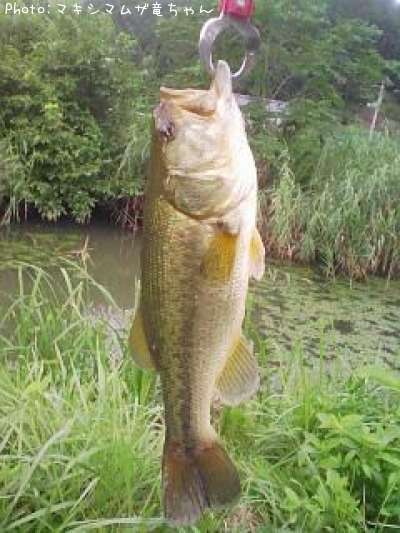 �֥�å��Х�